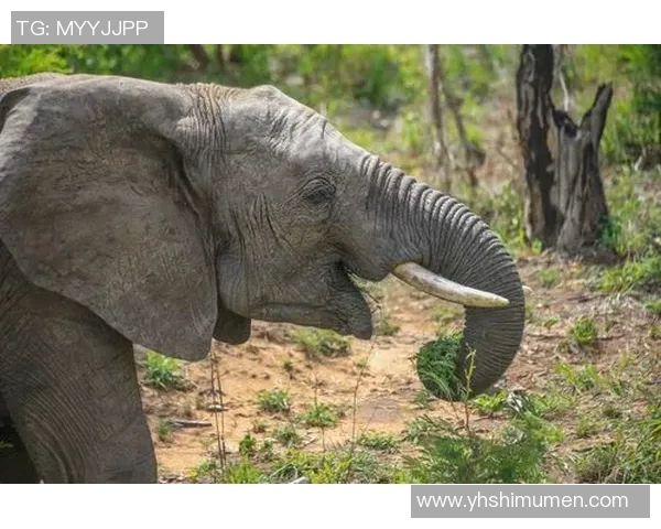 《探索棒球运动的魅力与历史发展，揭示其在全球体育文化中的独特地位》